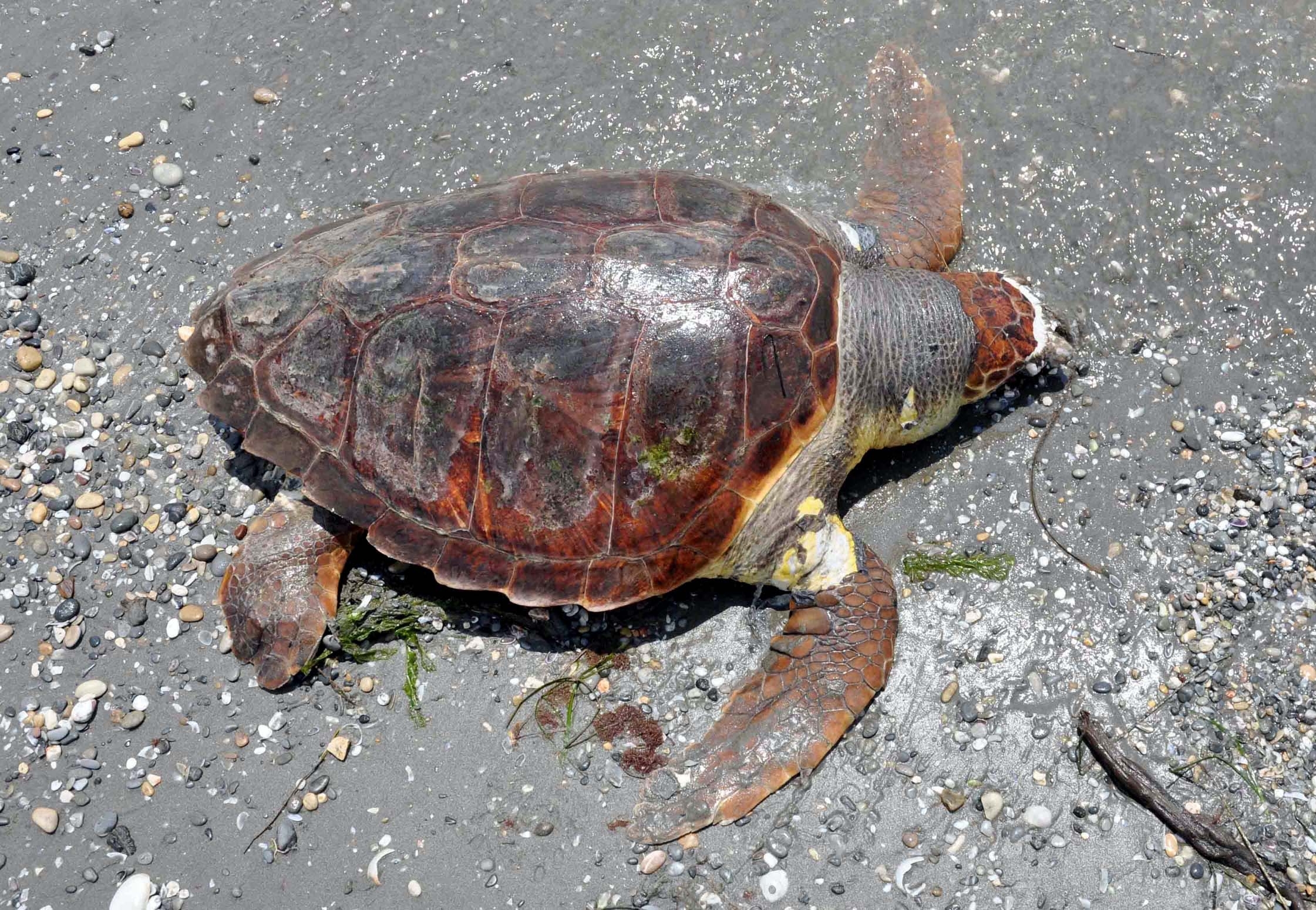 Νεκρή θαλάσσια χελώνα και πάλι στη Νέα Αγχίαλο