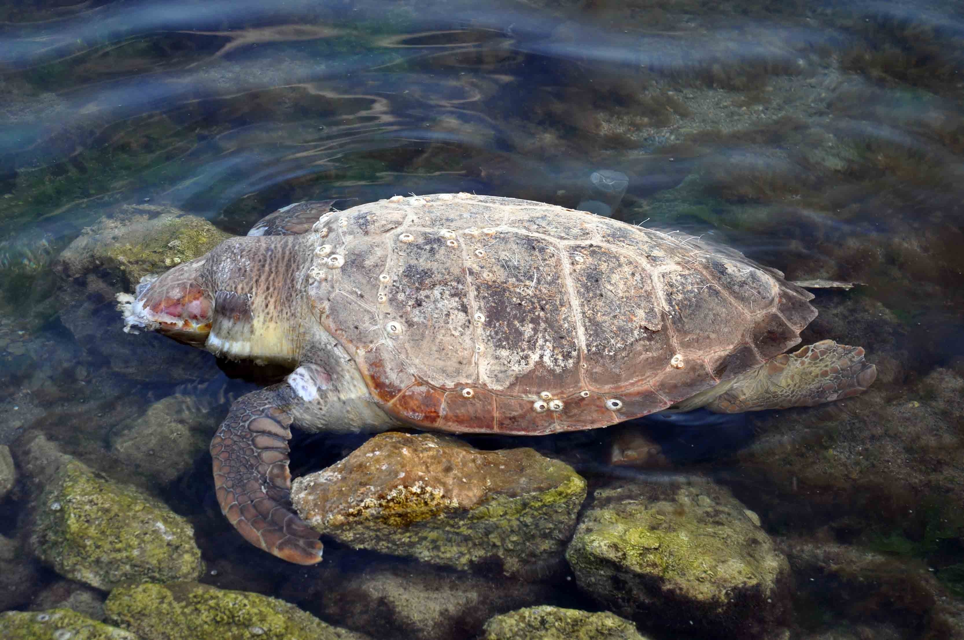 Μία ακόμα χελώνα καρέτα – καρέτα βρέθηκε νεκρή στην παραλία του Ναυπλίου