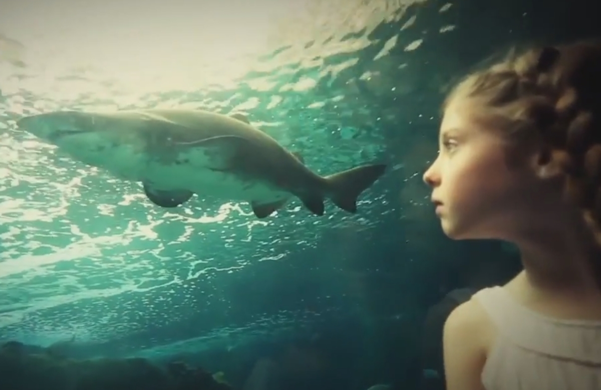 Ηράκλειο: Το κοριτσάκι και οι καρχαρίες – Δείτε το βίντεο από το ενυδρείο της Κρήτης που ανέβηκε στο youtube!
