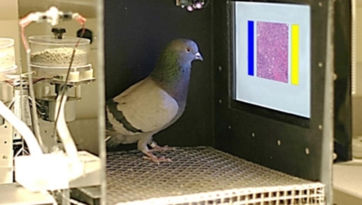 Δεν γίνονται αυτά: Περιστέρια ανιχνεύουν τον καρκίνο του μαστού!