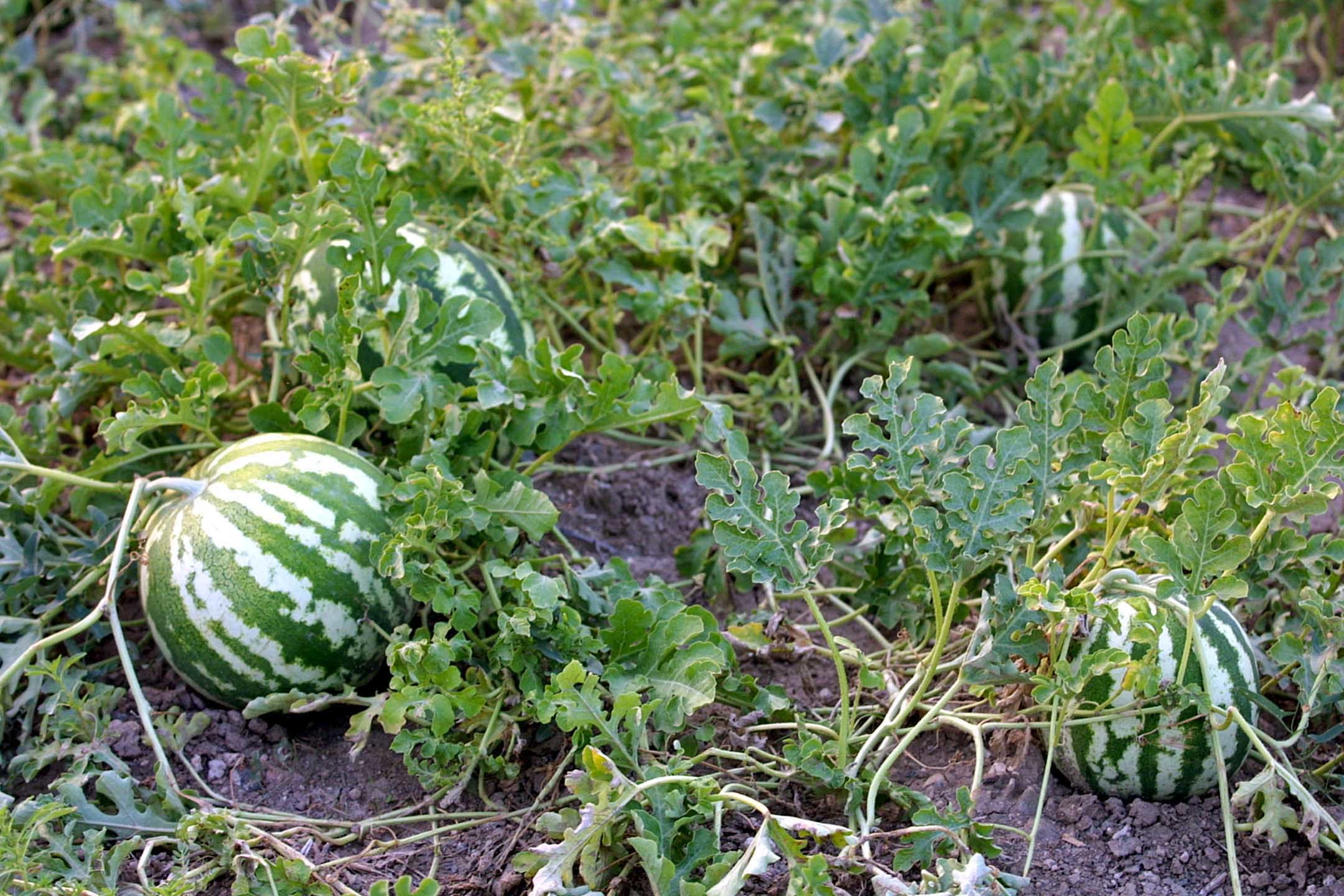 Μπλόκο σε χιλιάδες τόνους καρπουζιών στα σύνορα