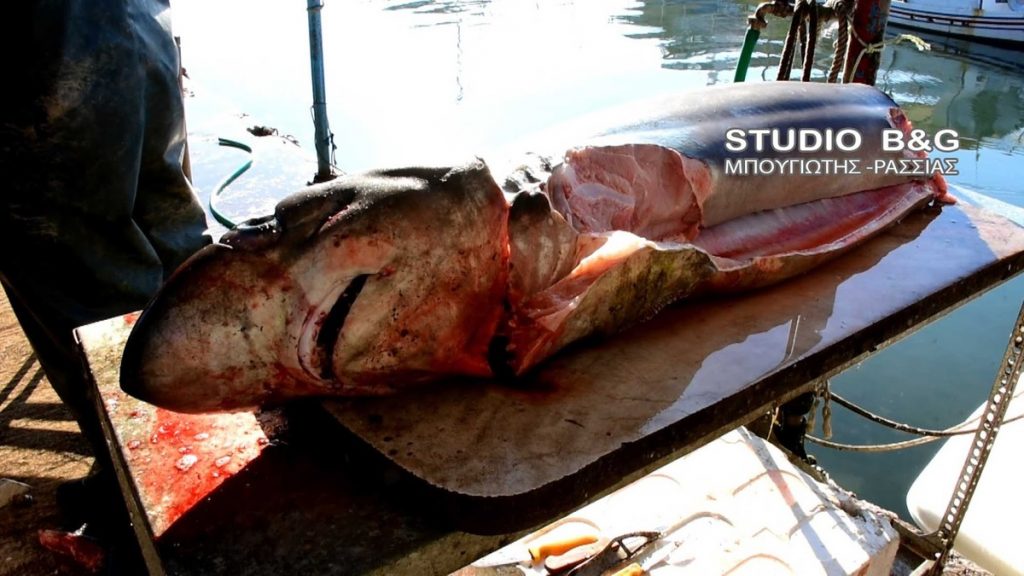 Γέμισε καρχαρίες ο Αργολικός Κόλπος! “Γουρλομάτης” στα δίχτυα ψαρά στη Νέα Κίο [pics, vid]