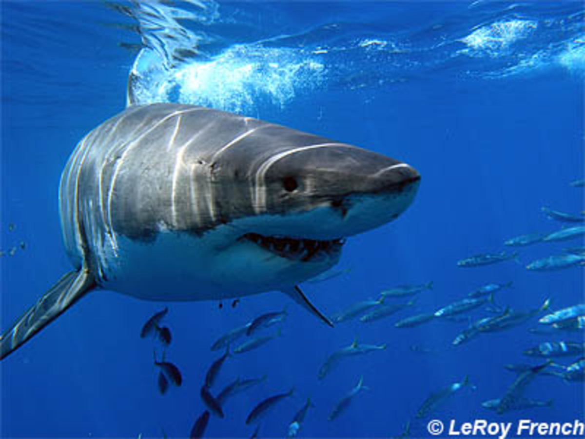 Απίστευτο! Σε ένα χρόνο ψάρεψαν 280.000 καρχαρίες