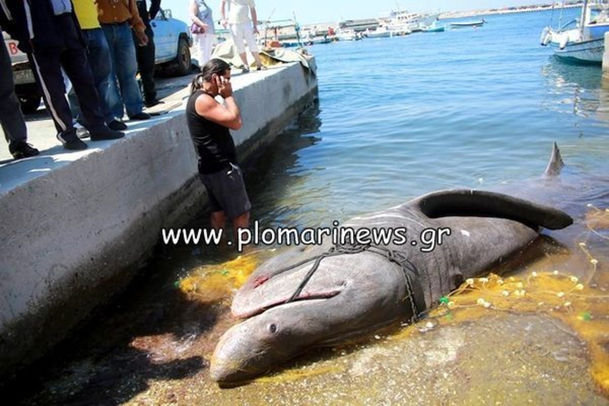 Λέσβος: Τα δίχτυα έβγαλαν… καρχαρία – ΦΩΤΟ