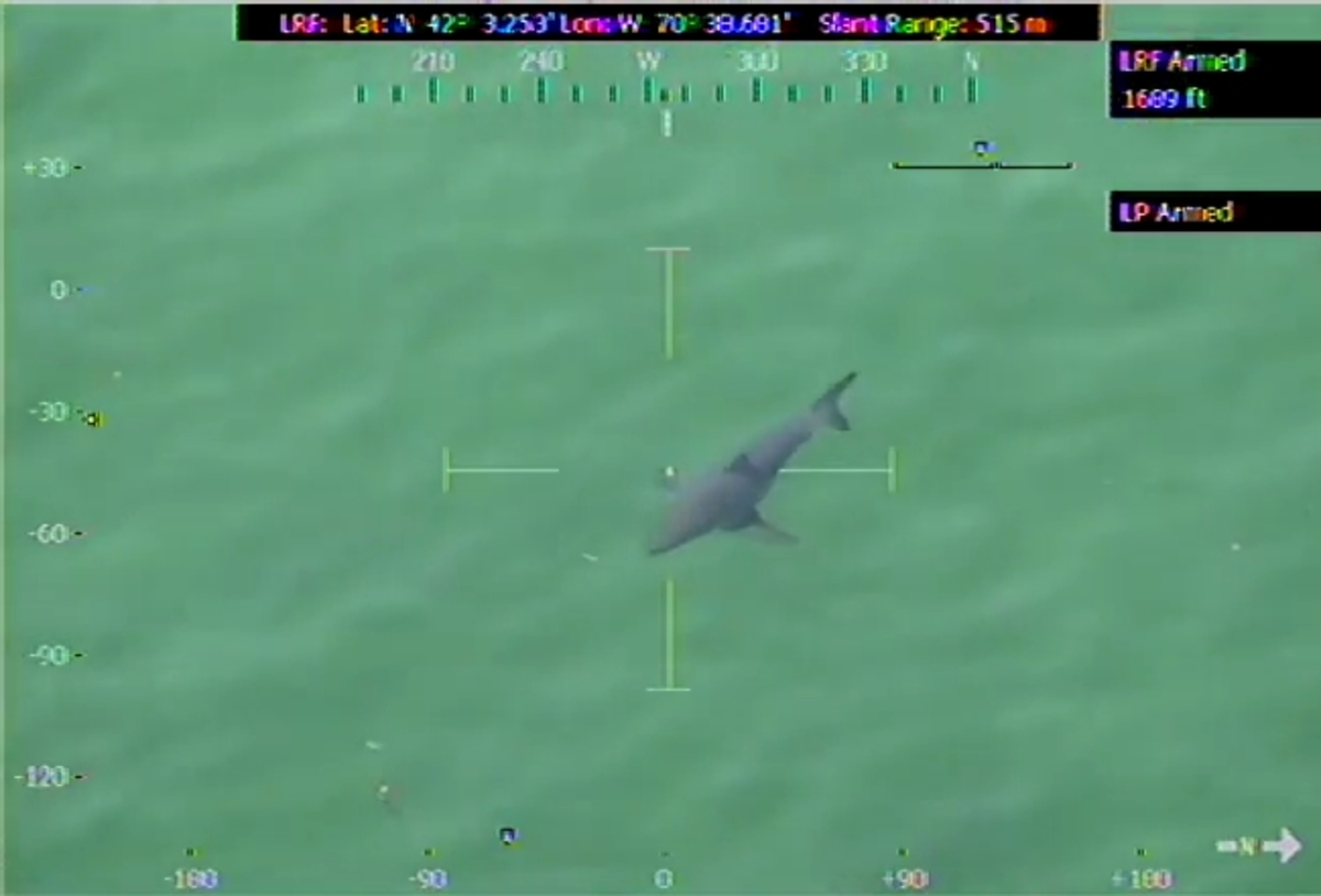Καρχαρίας επέστρεψε στον τόπο του… γυρίσματος (βίντεο)