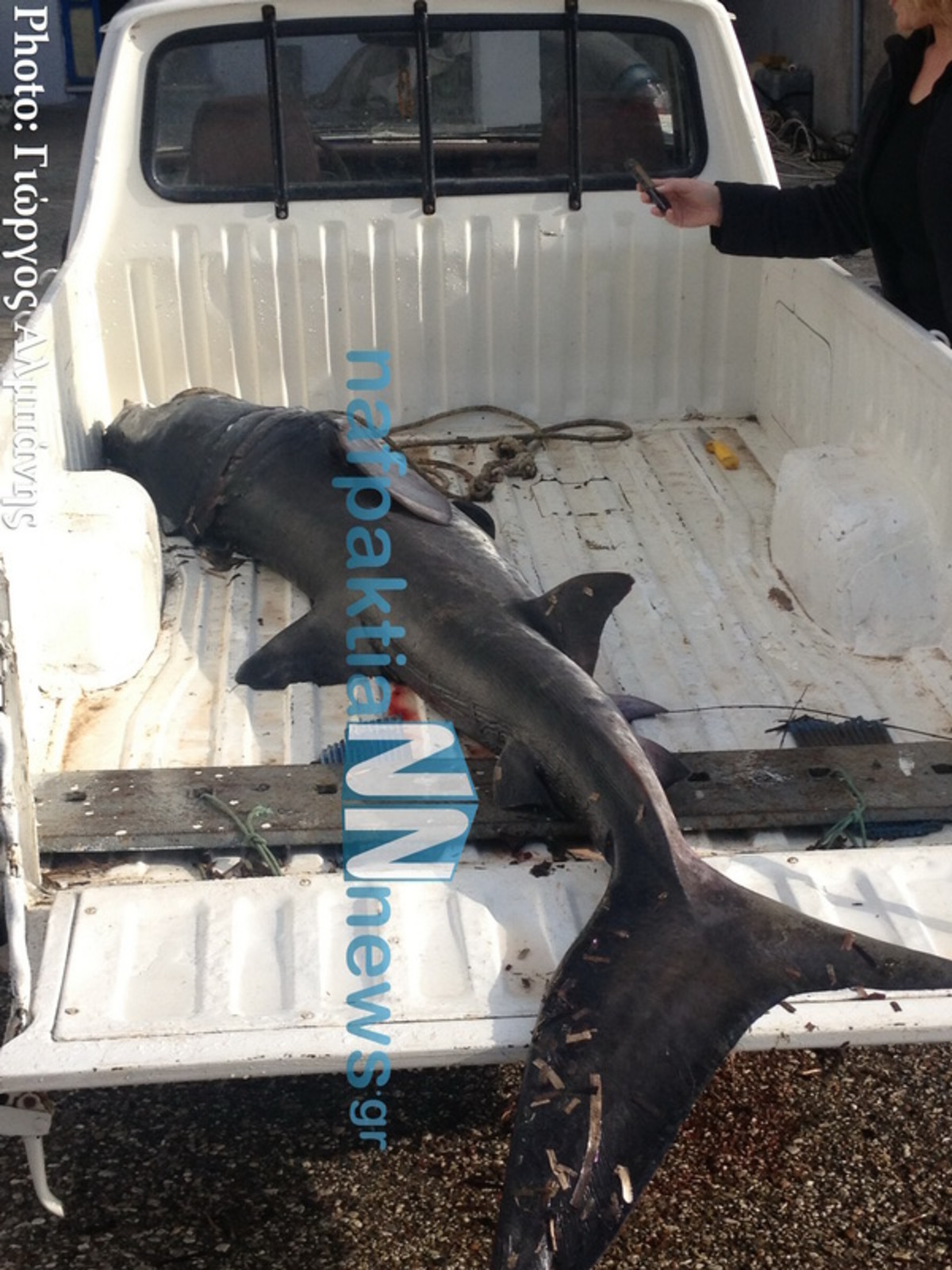 Ψάρεψαν καρχαρία 2 μέτρων κοντά στη Ναύπακτο