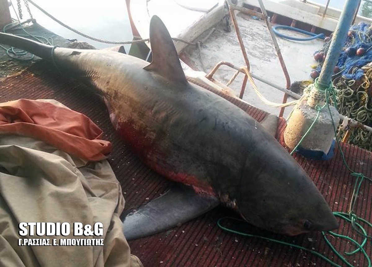 Αναστάτωση στη Νέα Κίο από καρχαρία 4 μέτρων! [pics]