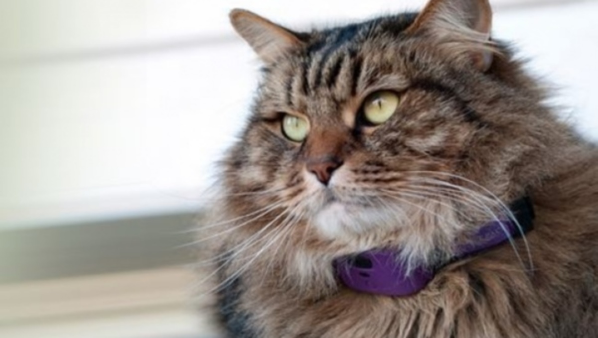 Σίγουρα δεν το ξέρατε: Κολάρο για κατοικίδια σας ειδοποιεί για το αν πονάνε ή είναι άρρωστα (ΒΙΝΤΕΟ)