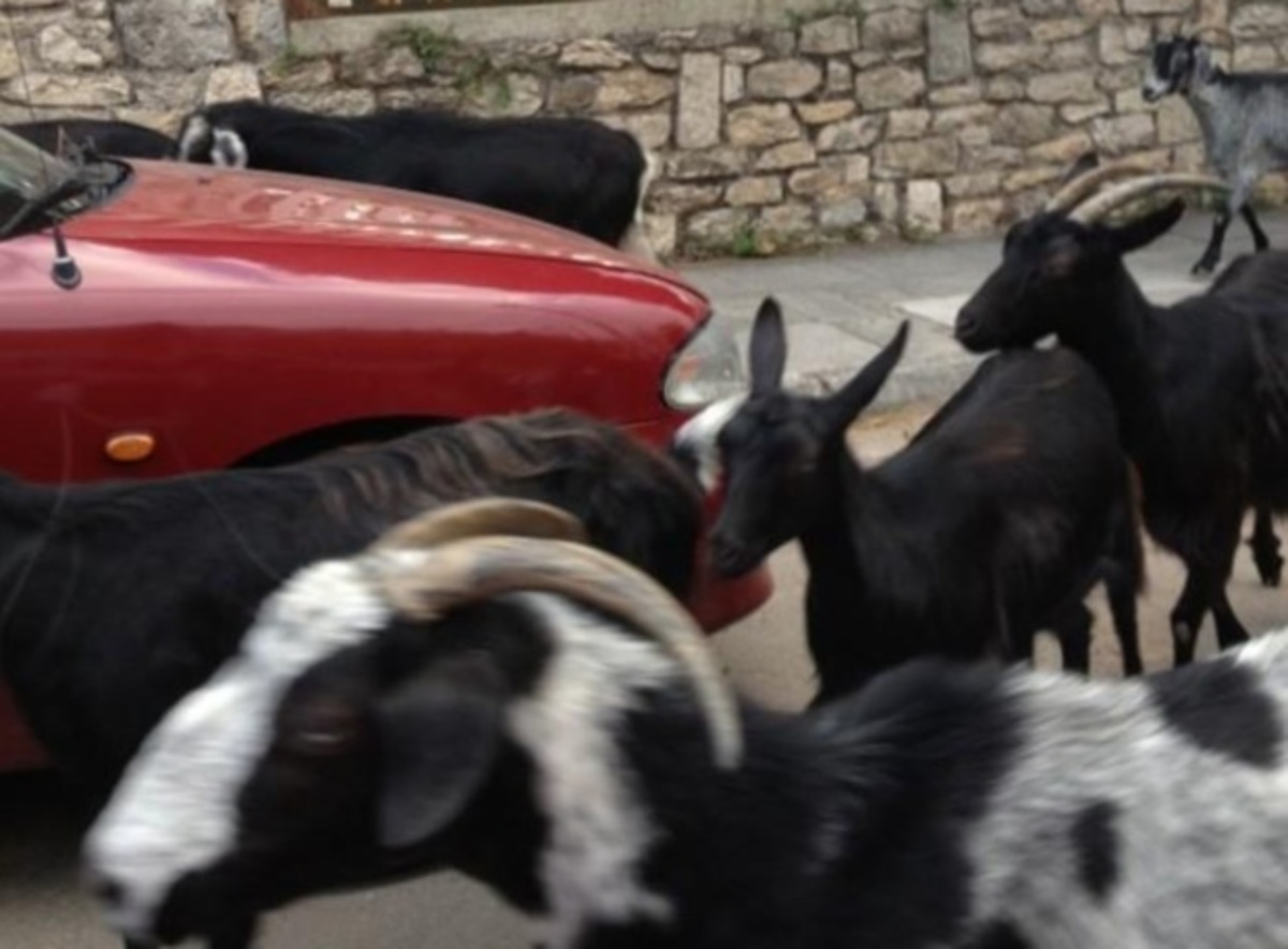 Ποια παρουσιάστρια περικύκλωσαν κατσίκες;