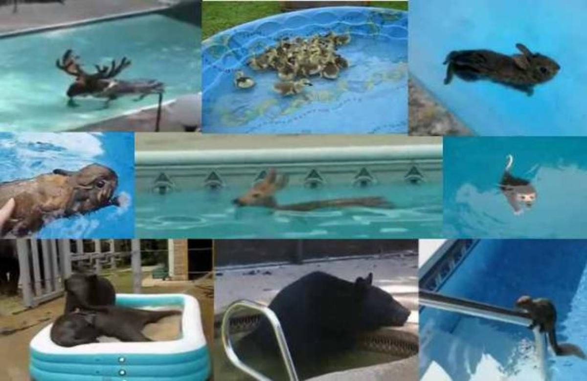 Ο καύσωνας χτύπησε και τα ζωα – Οι πισίνες γέμισαν με τους τετράποδους φιλους μας!