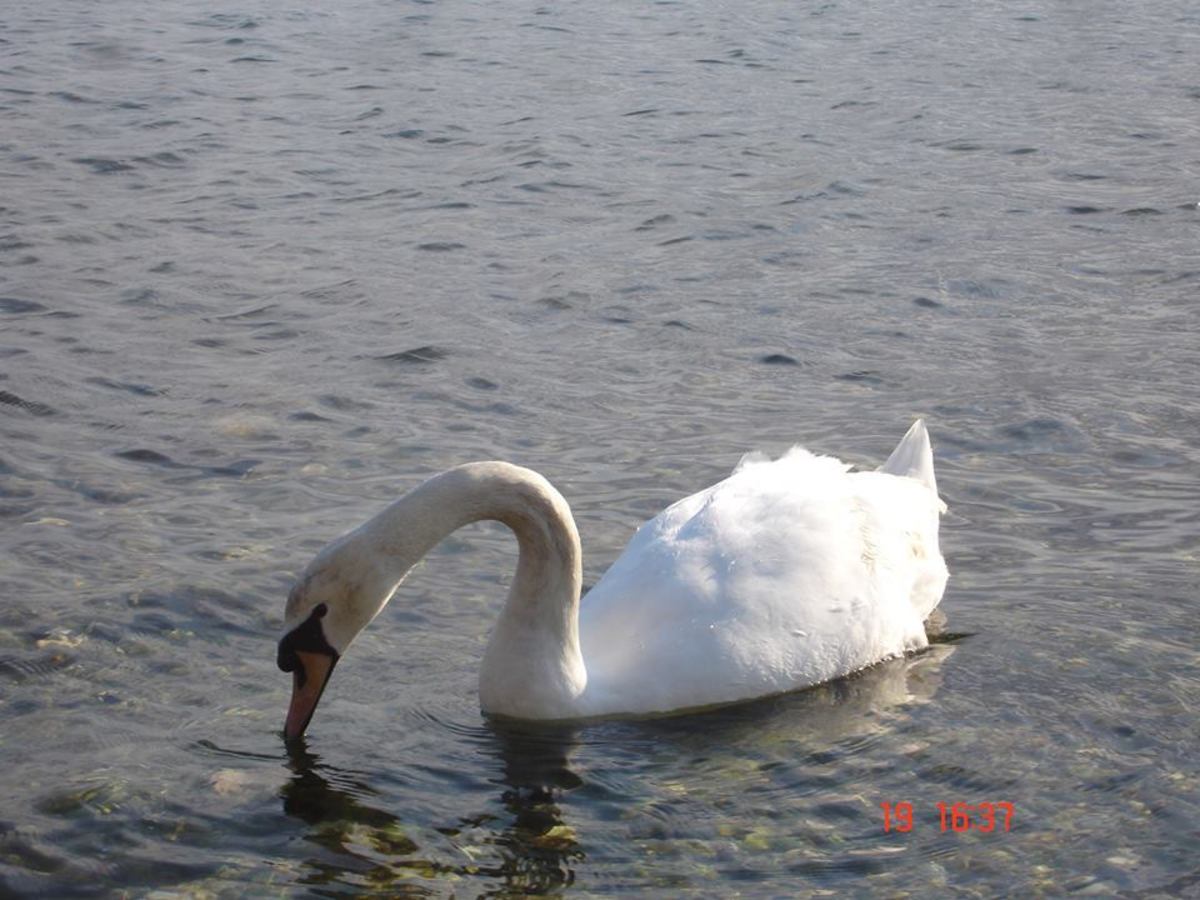 ΦΩΤΟ από evianews.com