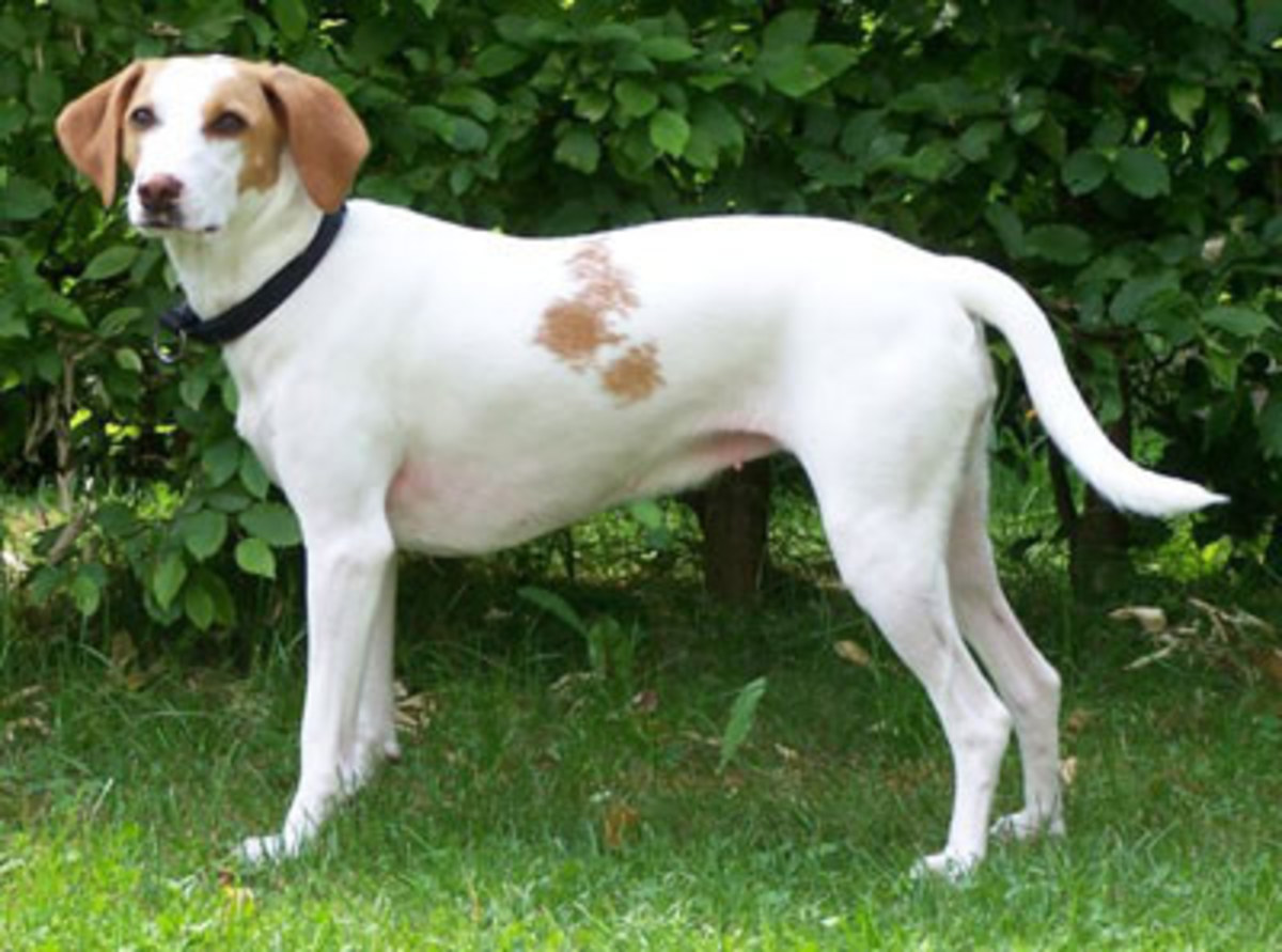 Γρεβενά: Κτηνοτρόφος βρήκε τα σκυλιά του δηλητηριασμένα …