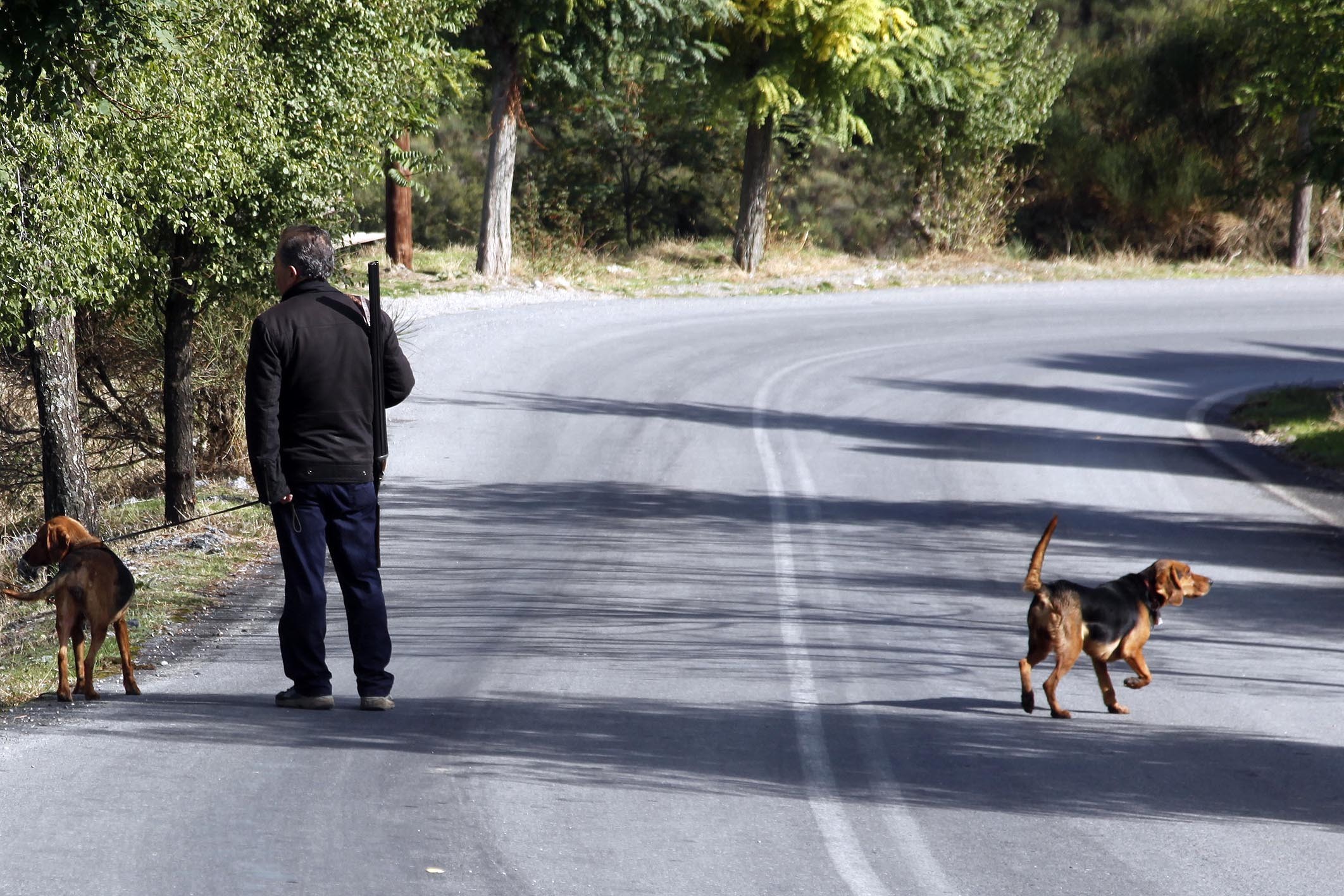 Φθιώτιδα: Βρέθηκε δίπλα στο νεκρό ζαρκάδι αλλά αρνείται ότι το σκότωσε