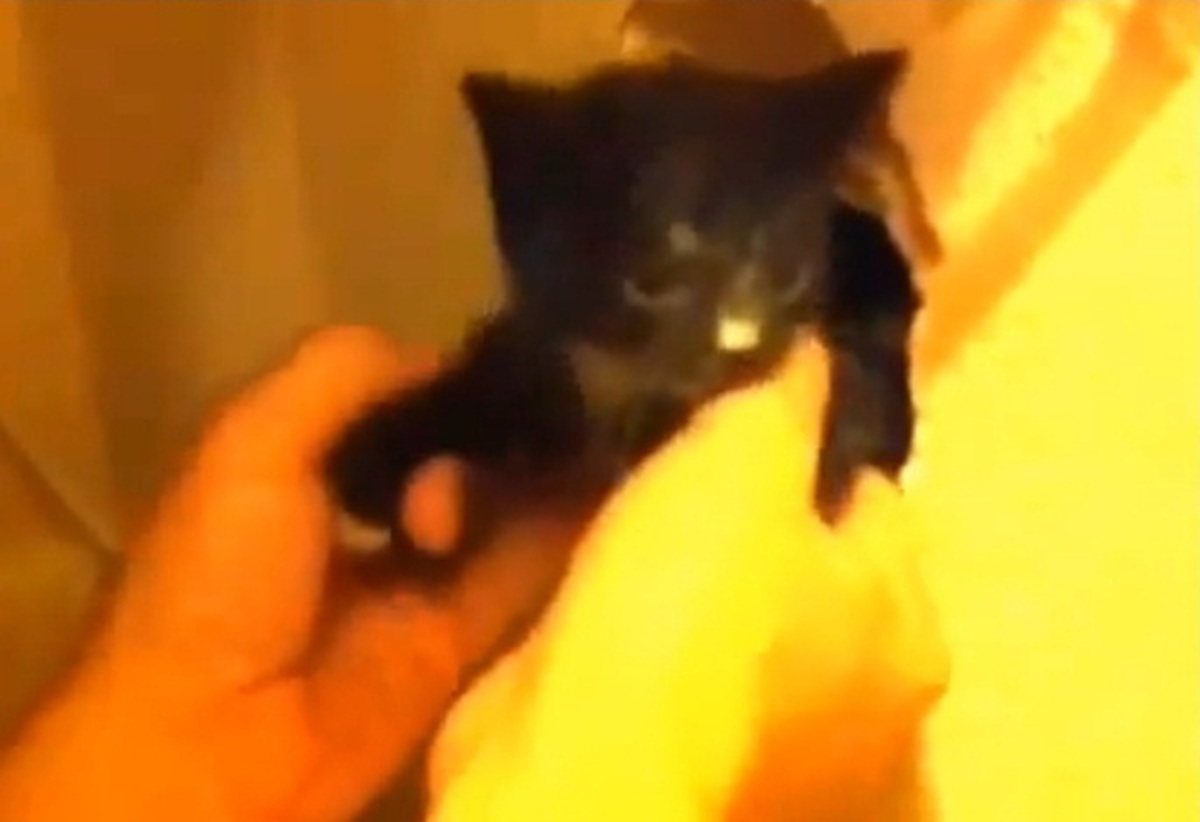 Γατάκι εγκλωβίστηκε μέσα σε τοίχο! – ΒΙΝΤΕΟ