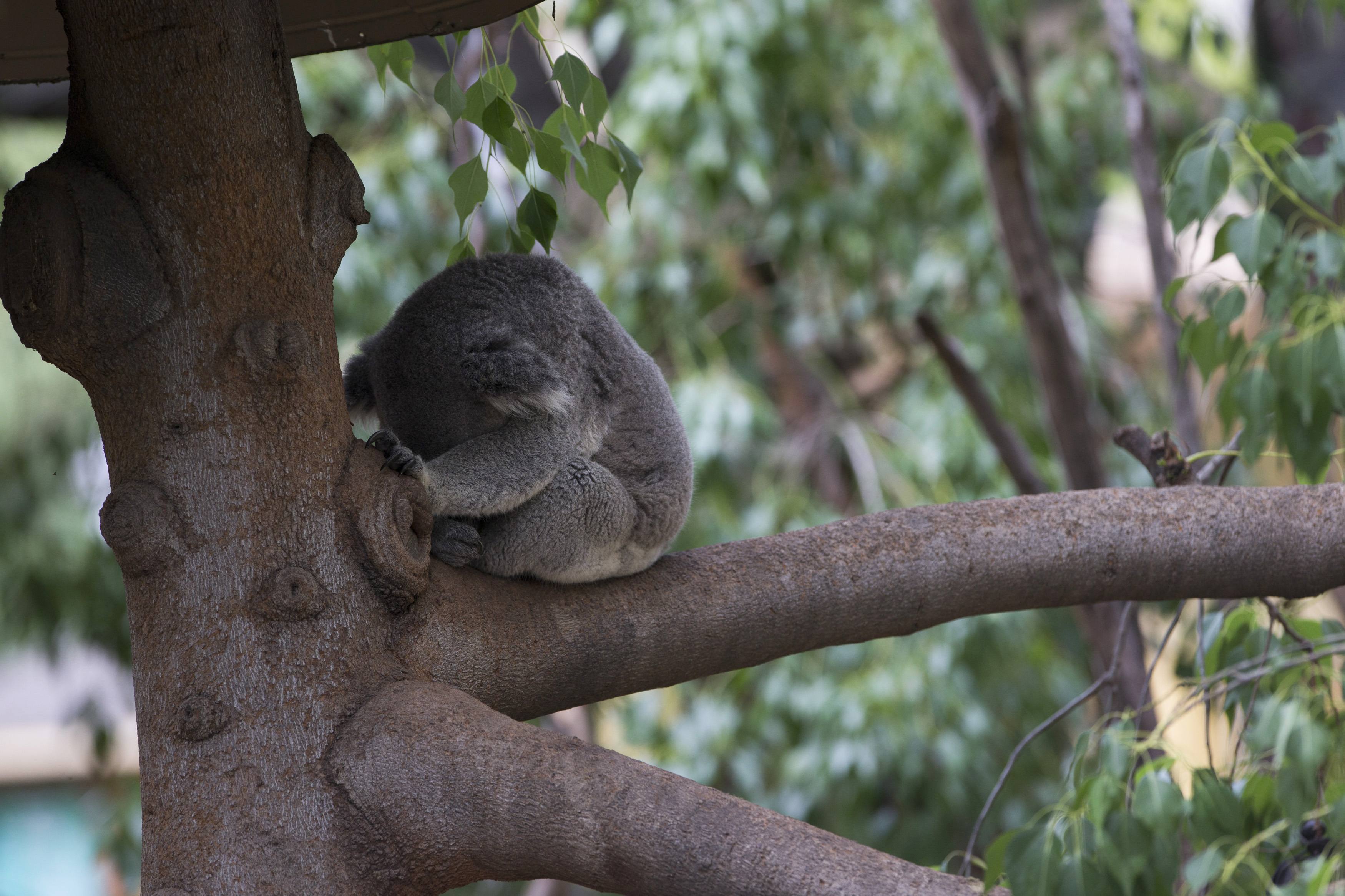 ΛΟΣ ΑΝΤΖΕΛΕΣ