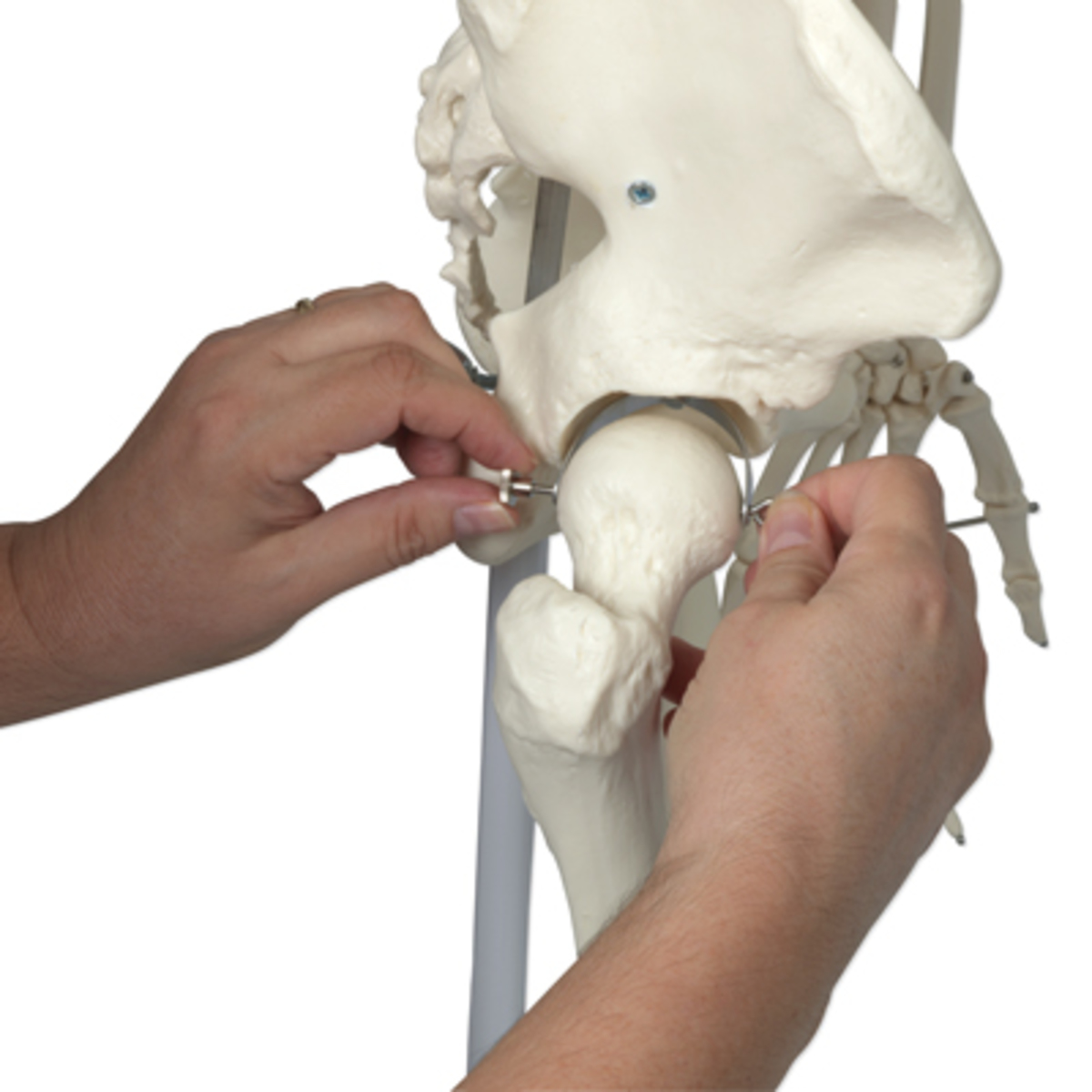 Η μελλοντική ελπιδοφόρα θεραπεία της οστεοπόρωσης