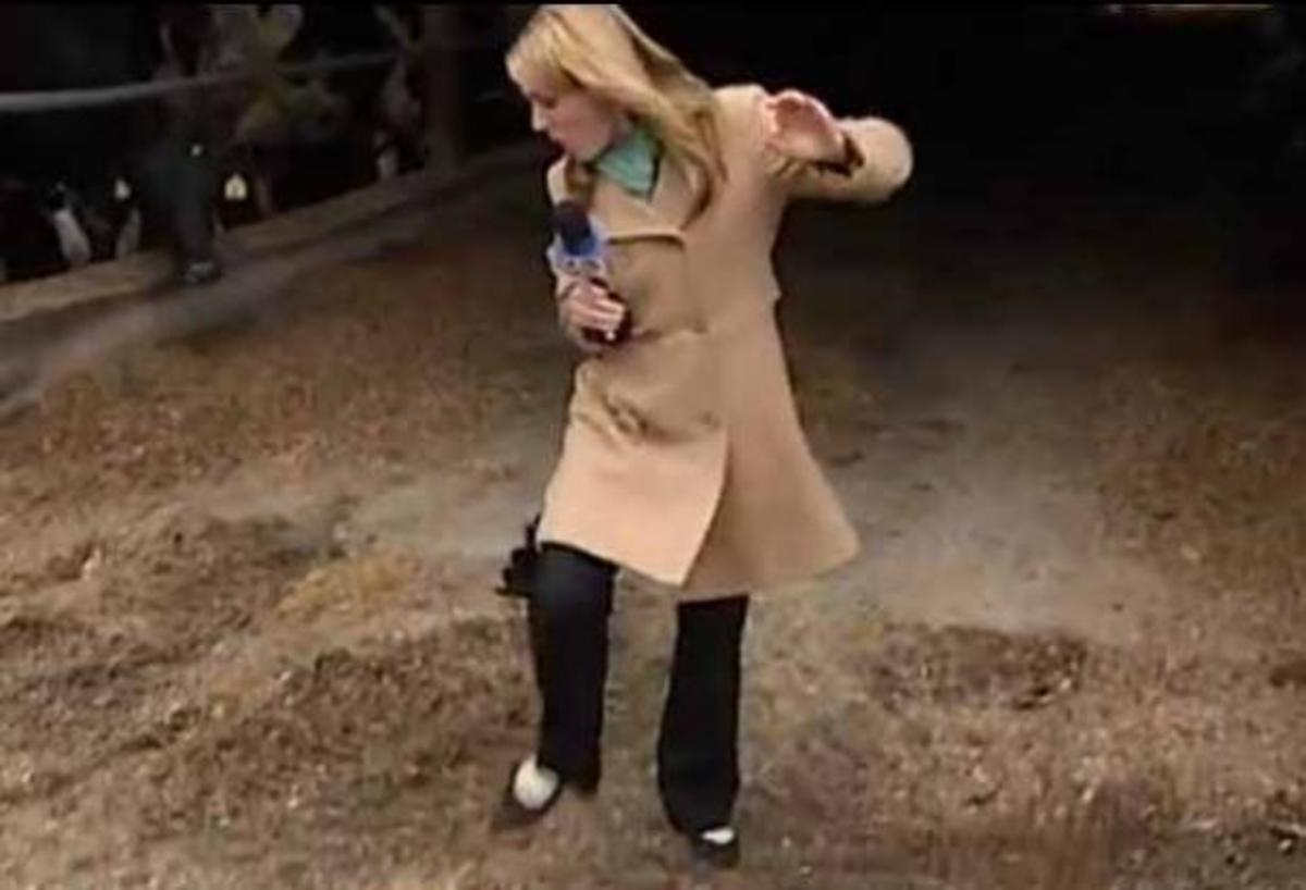 Κόκορας επιτίθεται σε δημοσιογράφο!