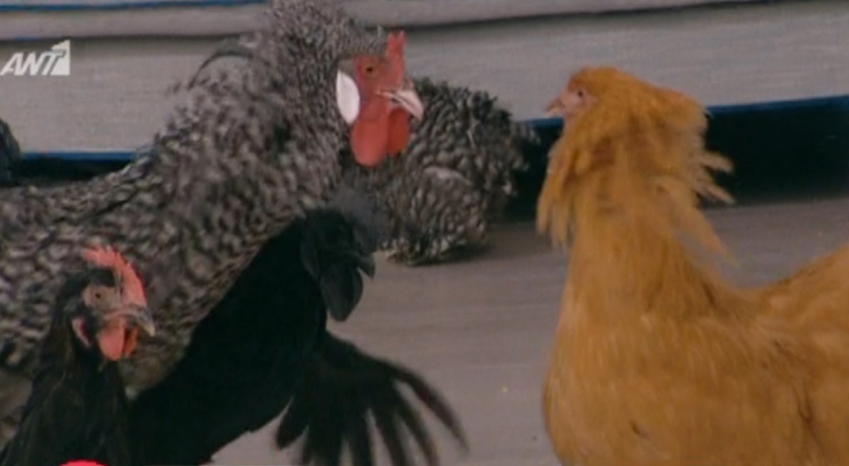 Κοτέτσι στο Πρωινό! Ο κόκορας …κατέβασε φτερό και έγινε χαμός! [vid]