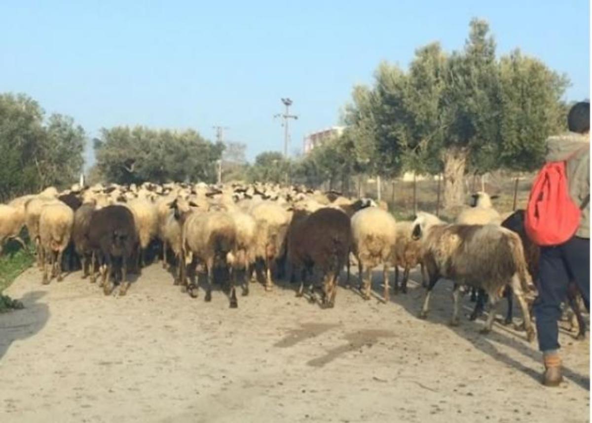 Ποια Ελληνίδα ηθοποιός συνάντησε ένα… κοπάδι πρόβατα πηγαίνοντας στη δουλειά της; Βίντεο