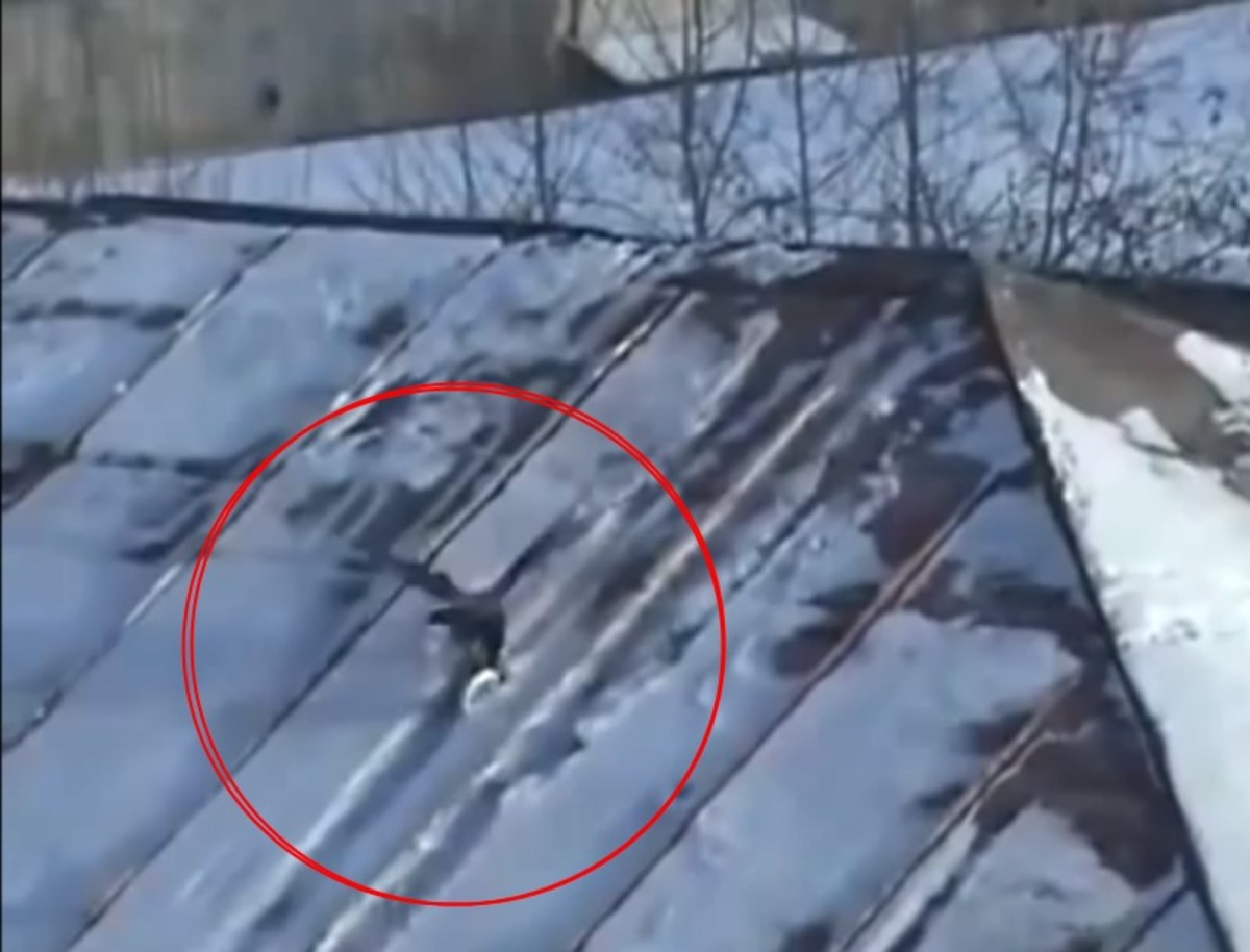 Βίντεο: Το κοράκι που κάνει… snowboard στη σκεπή σπιτιού!