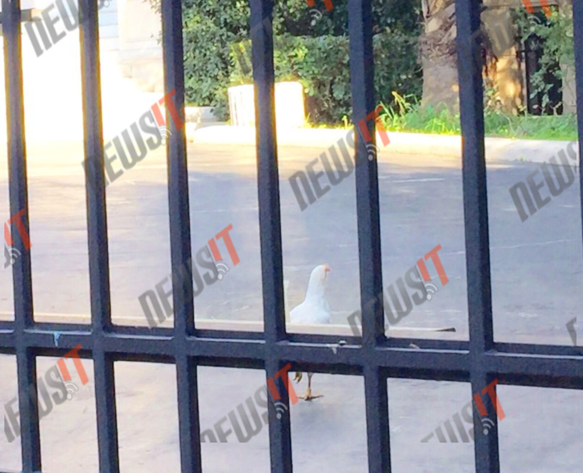 Η Αυγή Βουτσινά είχε… προαναγγείλει την κότα στο Μαξίμου!