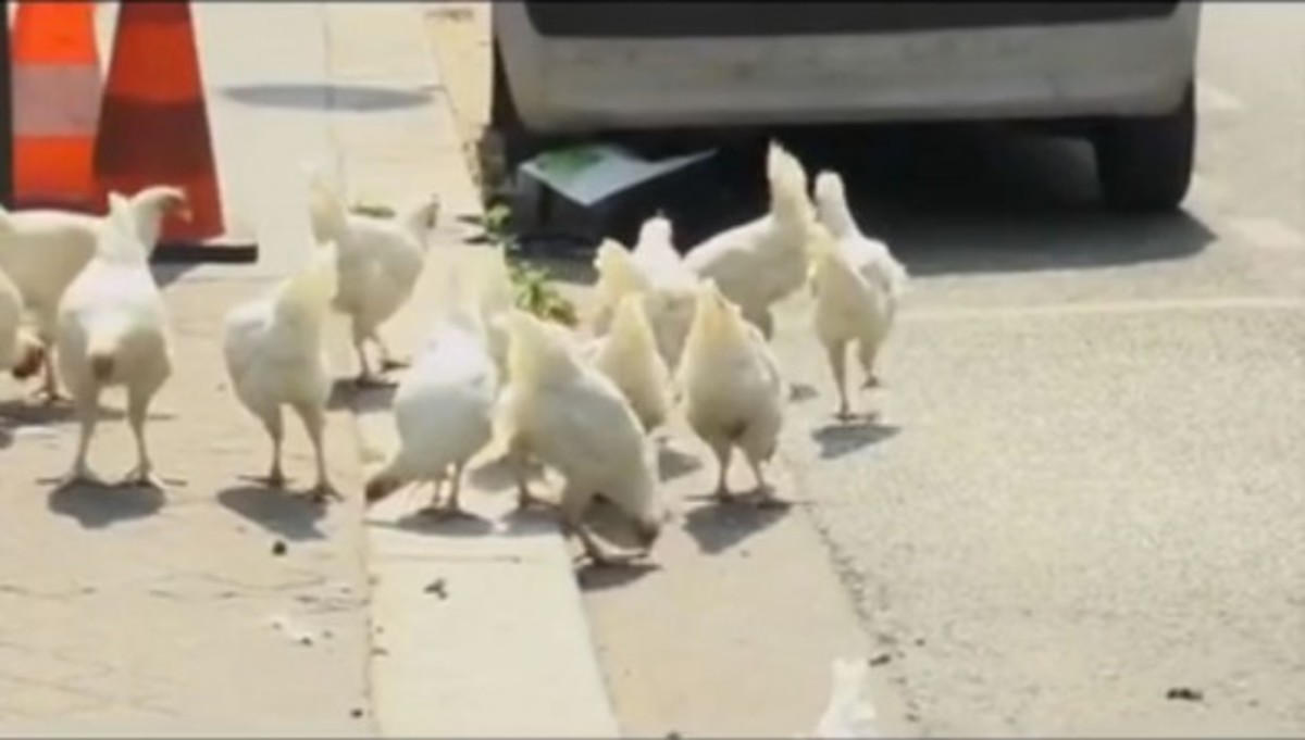 Διαμαρτυρία στον Ολάντ με κότες!