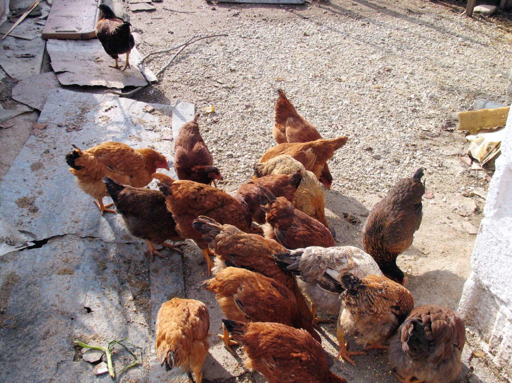 Ηλεία: Έκλεψαν κοτόπουλα αλλά και το φούρνο για να τα μαγειρέψουν!