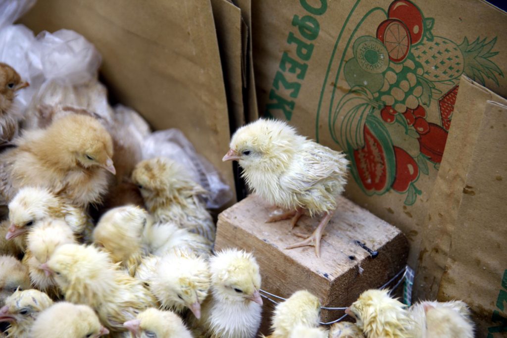 ΦΩΤΟ ΑΡΧΕΙΟΥ EUROKINISSI