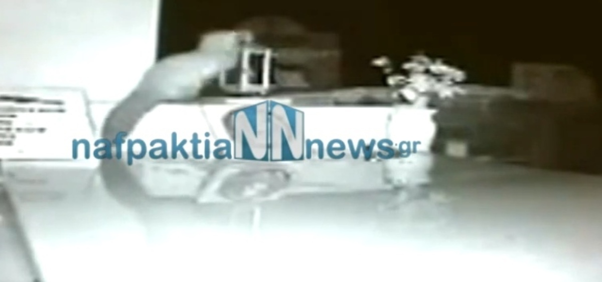 Ναυπακτία: Κουνάβι “συνελήφθη” να πίνει το λάδι από καντήλι τάφου! (ΒΙΝΤΕΟ)