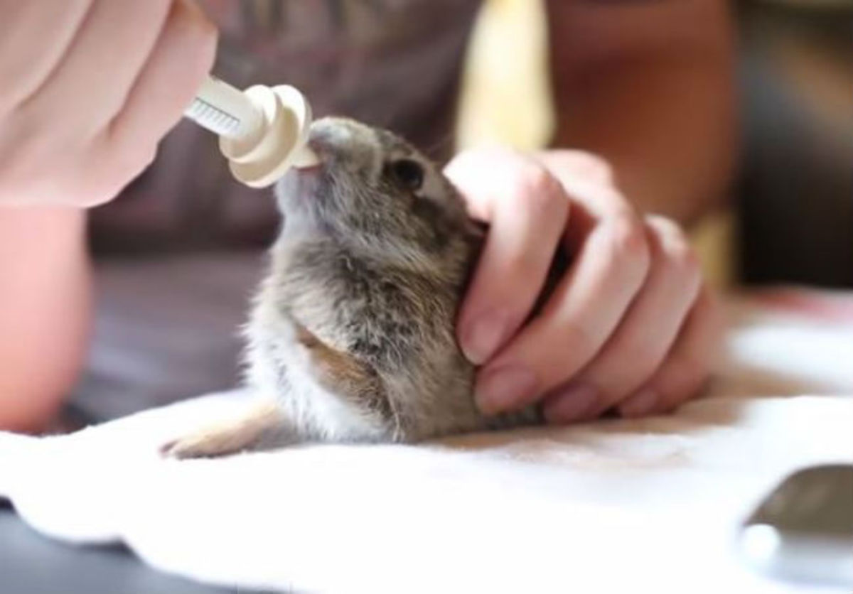 To χαριτωμένο βίντεο με ένα κουνελάκι που «χορεύει»