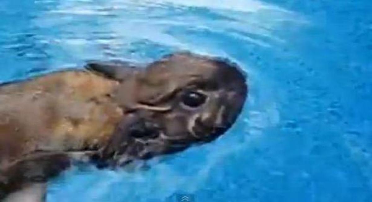 Ο καύσωνας χτύπησε και τα ζωα – Οι πισίνες γέμισαν με τους τετράποδους φιλους μας!