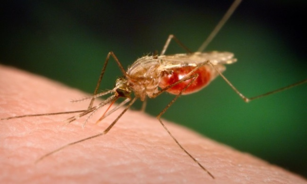 Χρησιμοποιούν μεταλλαγμένα κουνούπια για να σταματήσουν ασθένειες – Δείτε τι κάνουν οι επιστήμονες