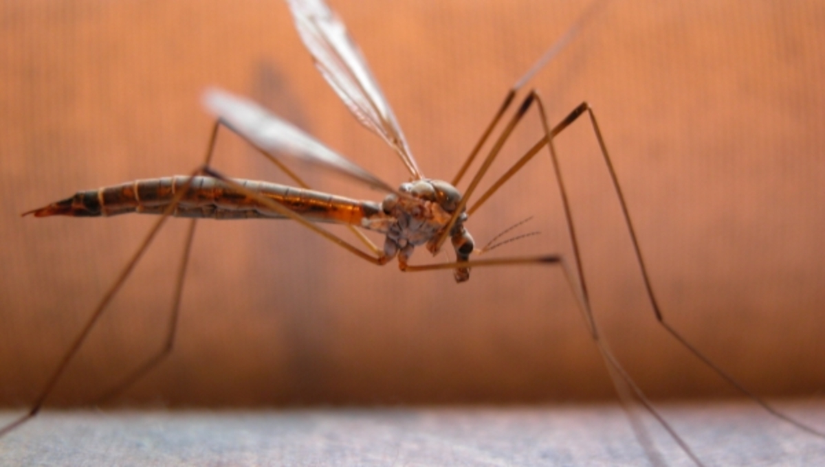 Στο πόδι για τα θανατηφόρα κουνούπια! – Έκτακτες συσκέψεις για νέα μέτρα