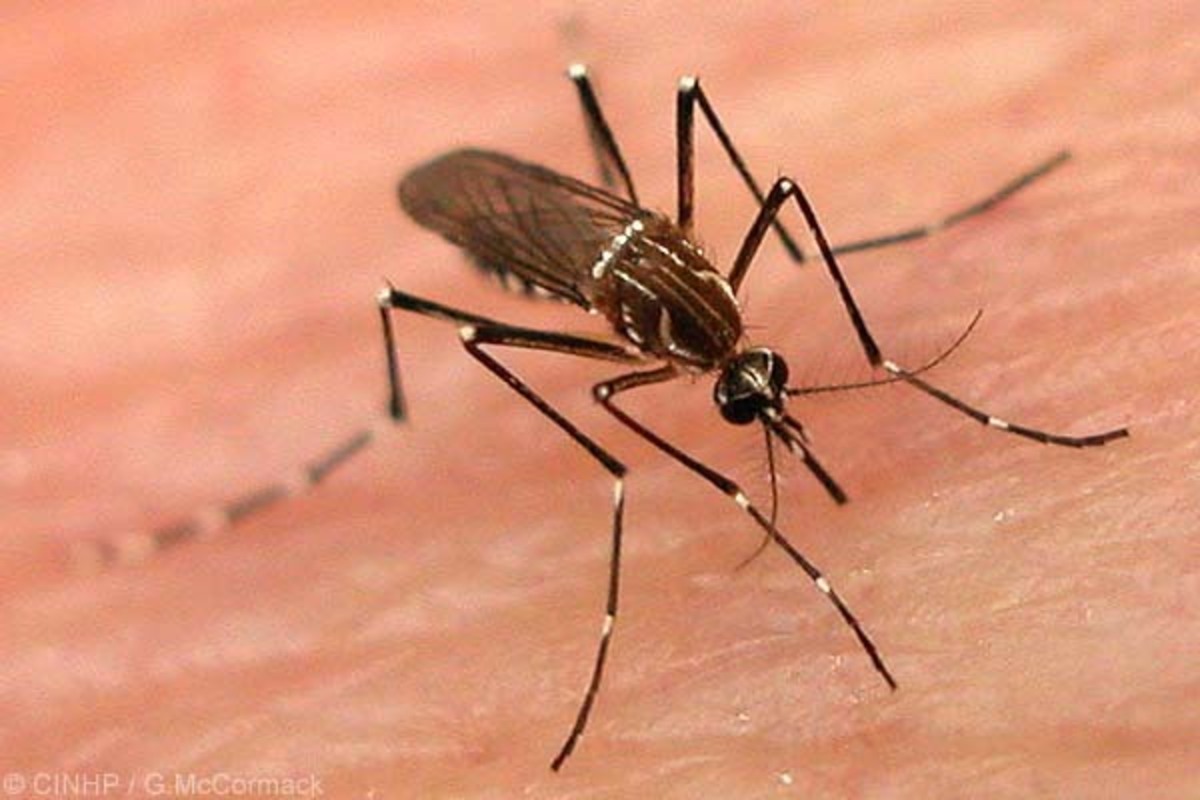 Όλα όσα πρέπει να κάνετε για να προστατευθείτε για τα κουνούπια