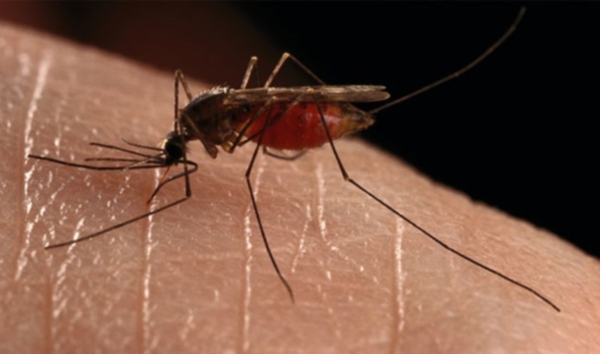 Απίστευτο: Δείτε πώς έγινε η πλάτη του από ομαδική επίθεση κουνουπιών (ΦΩΤΟ)