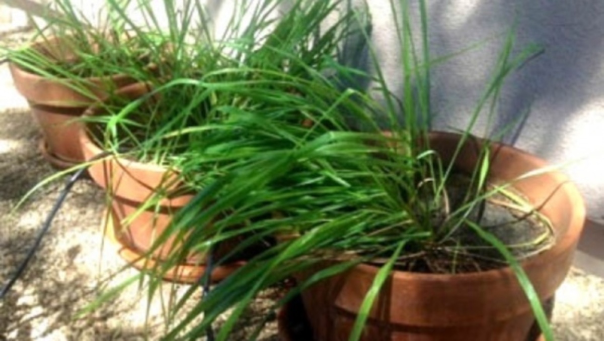 Αυτό είναι το φυτό που απωθεί τα κουνούπια όσο κανένα άλλο λένε οι επιστήμονες