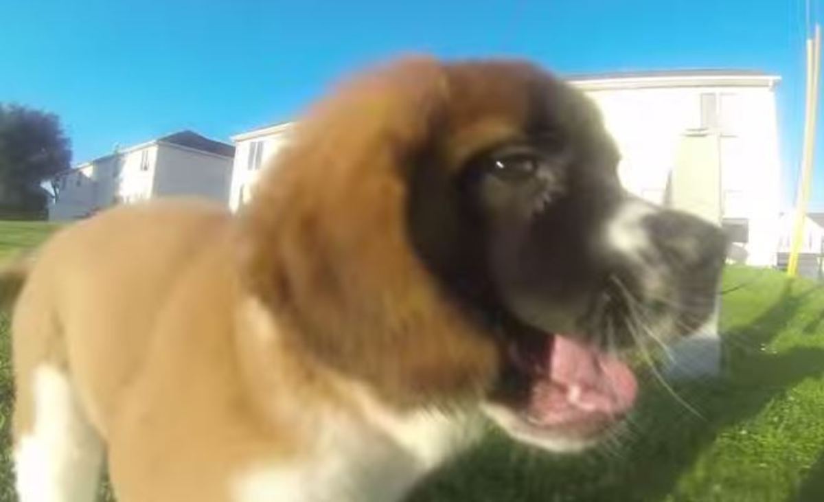 Θα ξετρελαθείτε με αυτή τη γλυκιά μουσούδα που κυνηγά την κάμερα (ΒΙΝΤΕΟ)