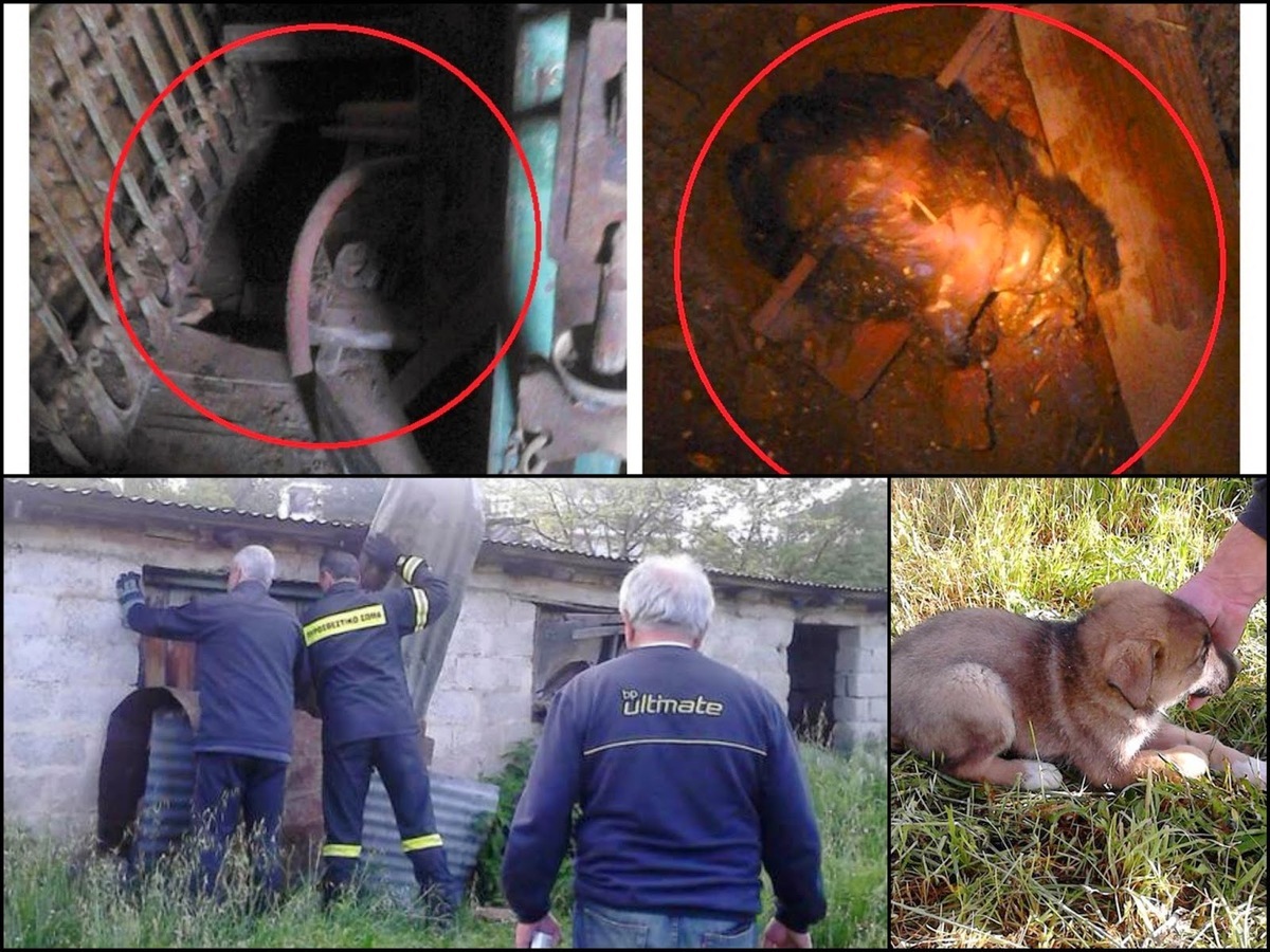 Γιάννενα: “Φυλάκισε” κουτάβια και τα τάιζε με ποντικοφάρμακο