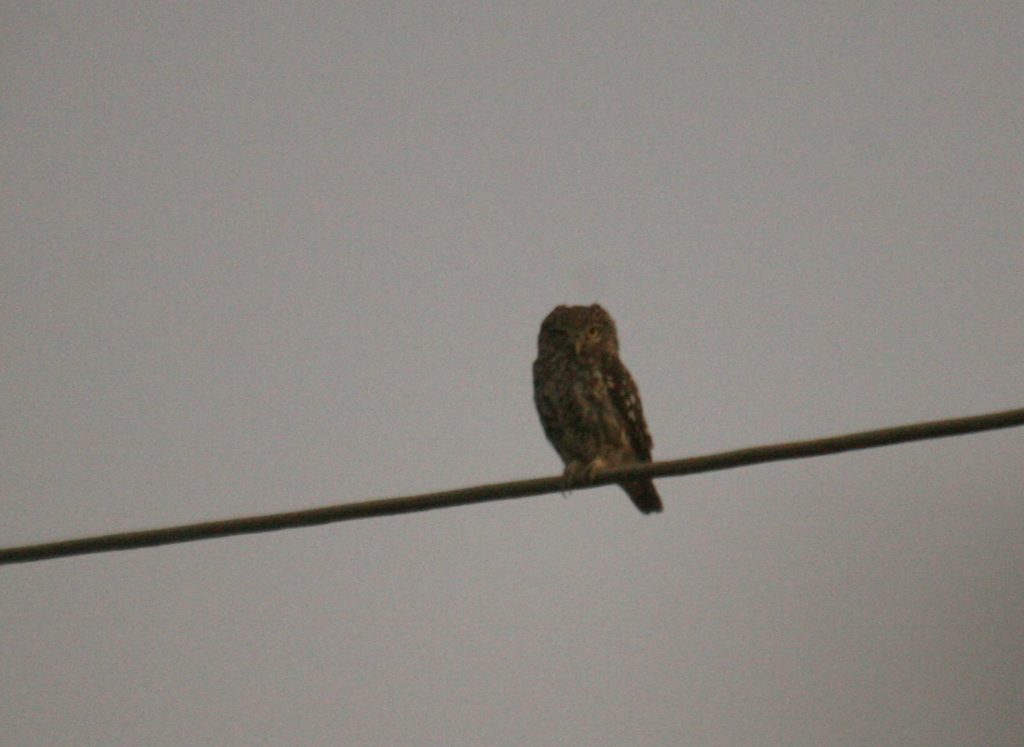 Σπάνια κουκουβάγια τραυματίστηκε από καρακάξες