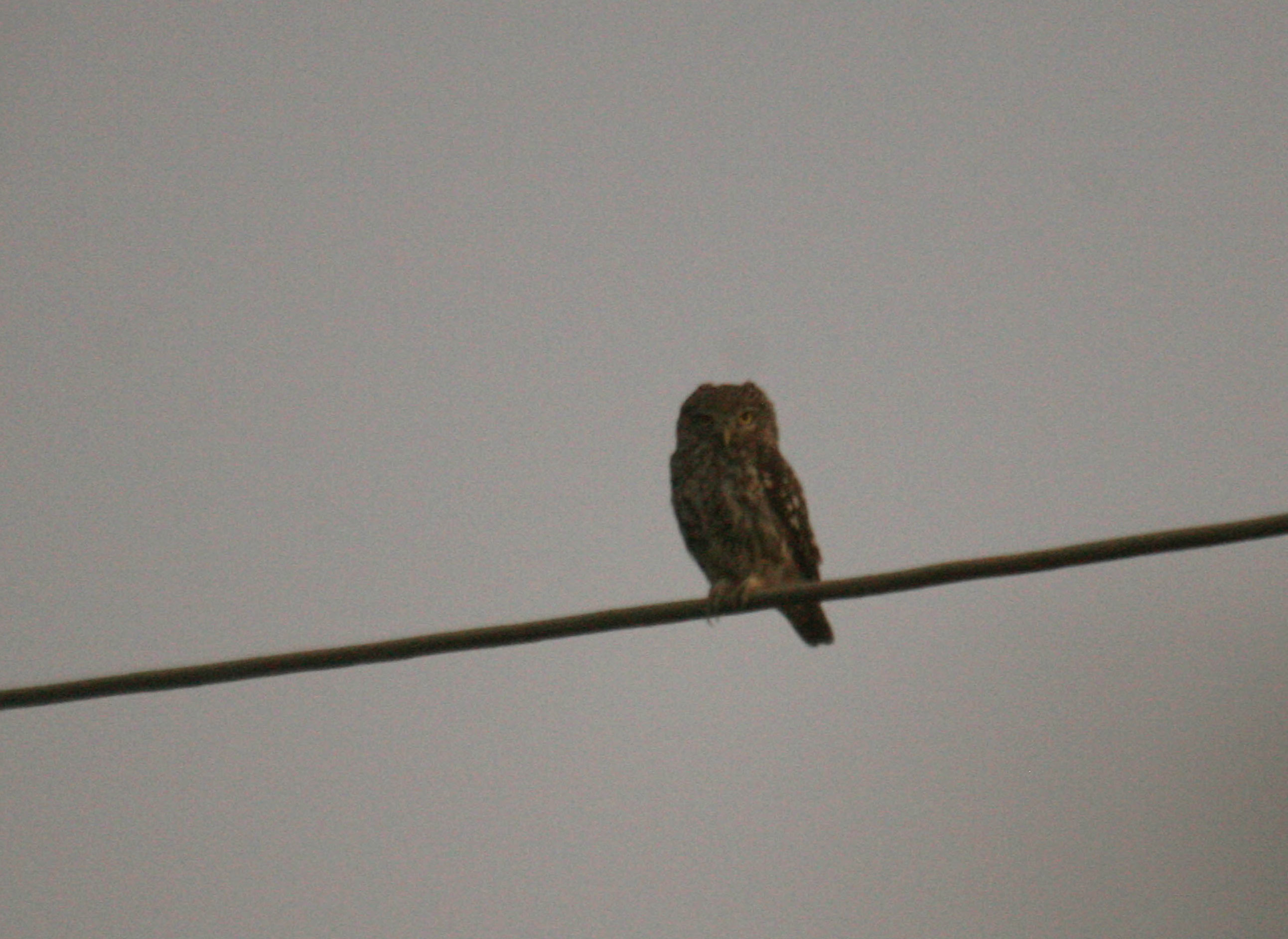 Σπάνια κουκουβάγια τραυματίστηκε από καρακάξες