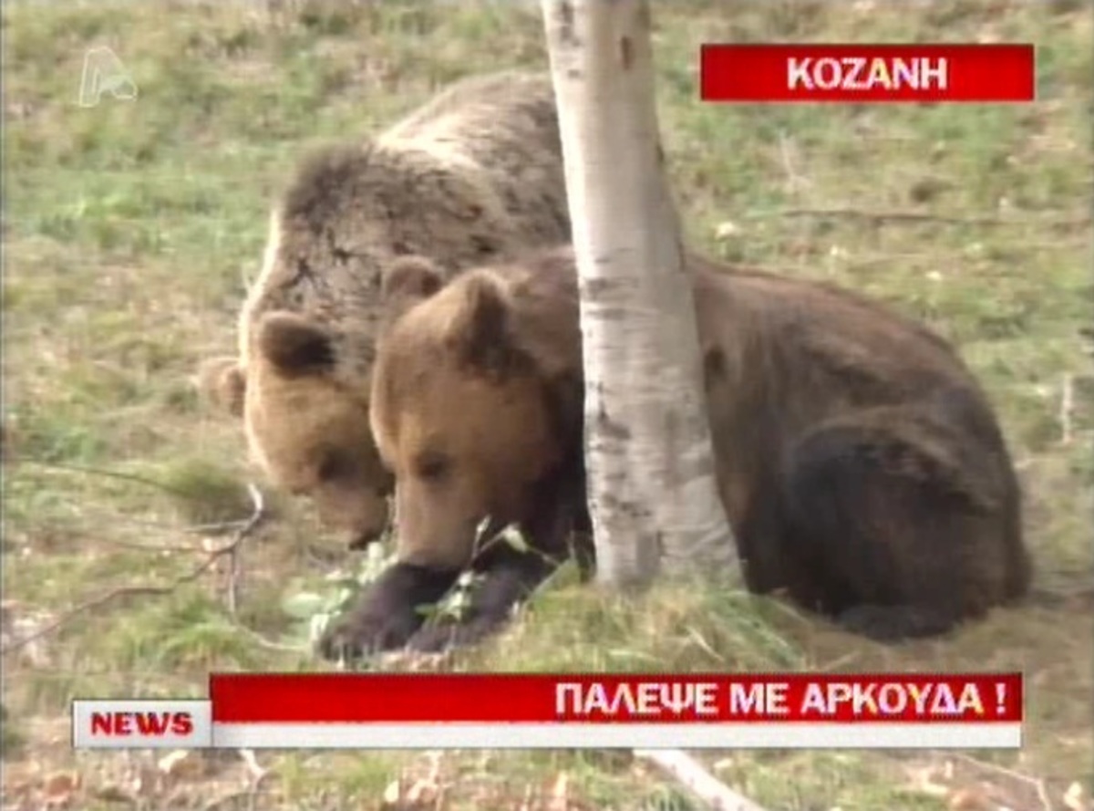 Πάλεψε με αρκούδα!