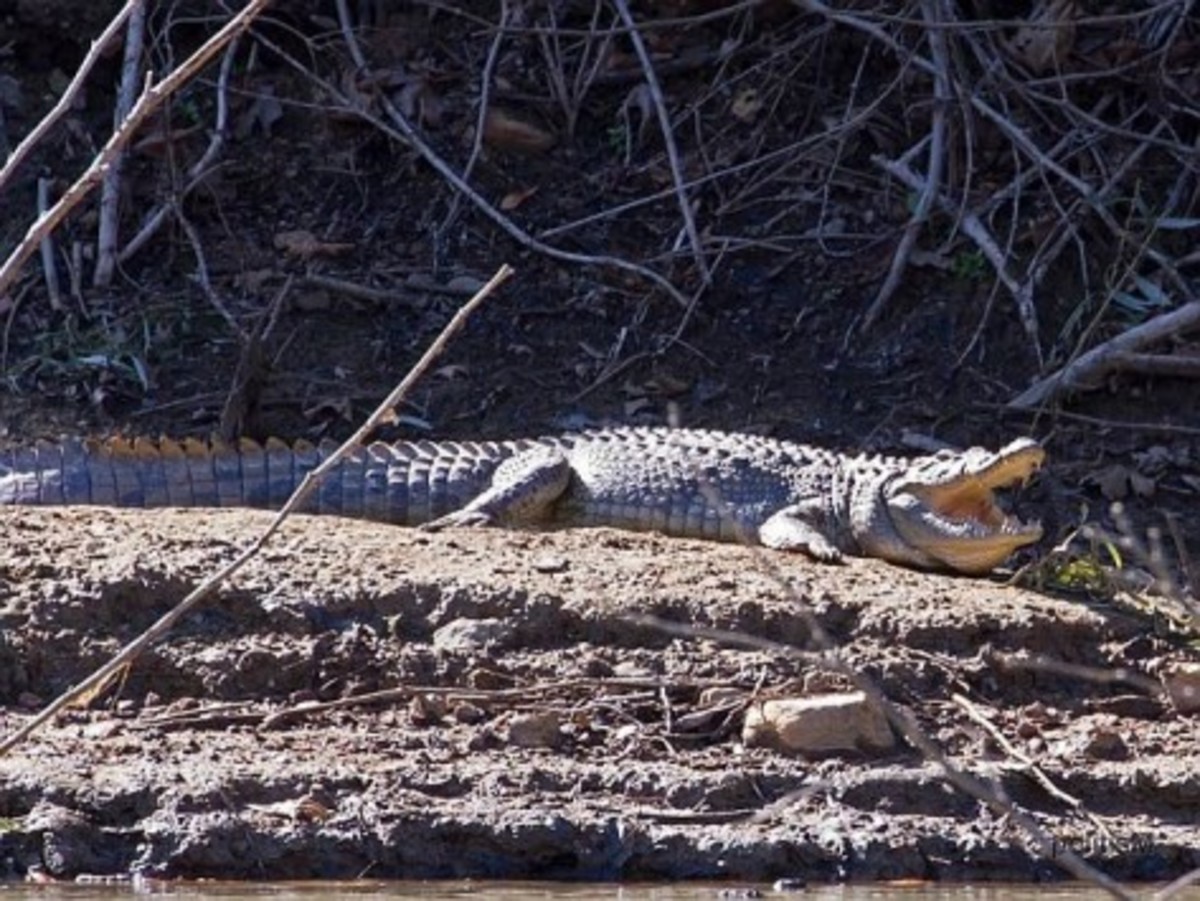 Ρέθυμνο: Αφού δεν μπορούμε να πιάσουμε τον Σήφη… ας τον περιφράξουμε