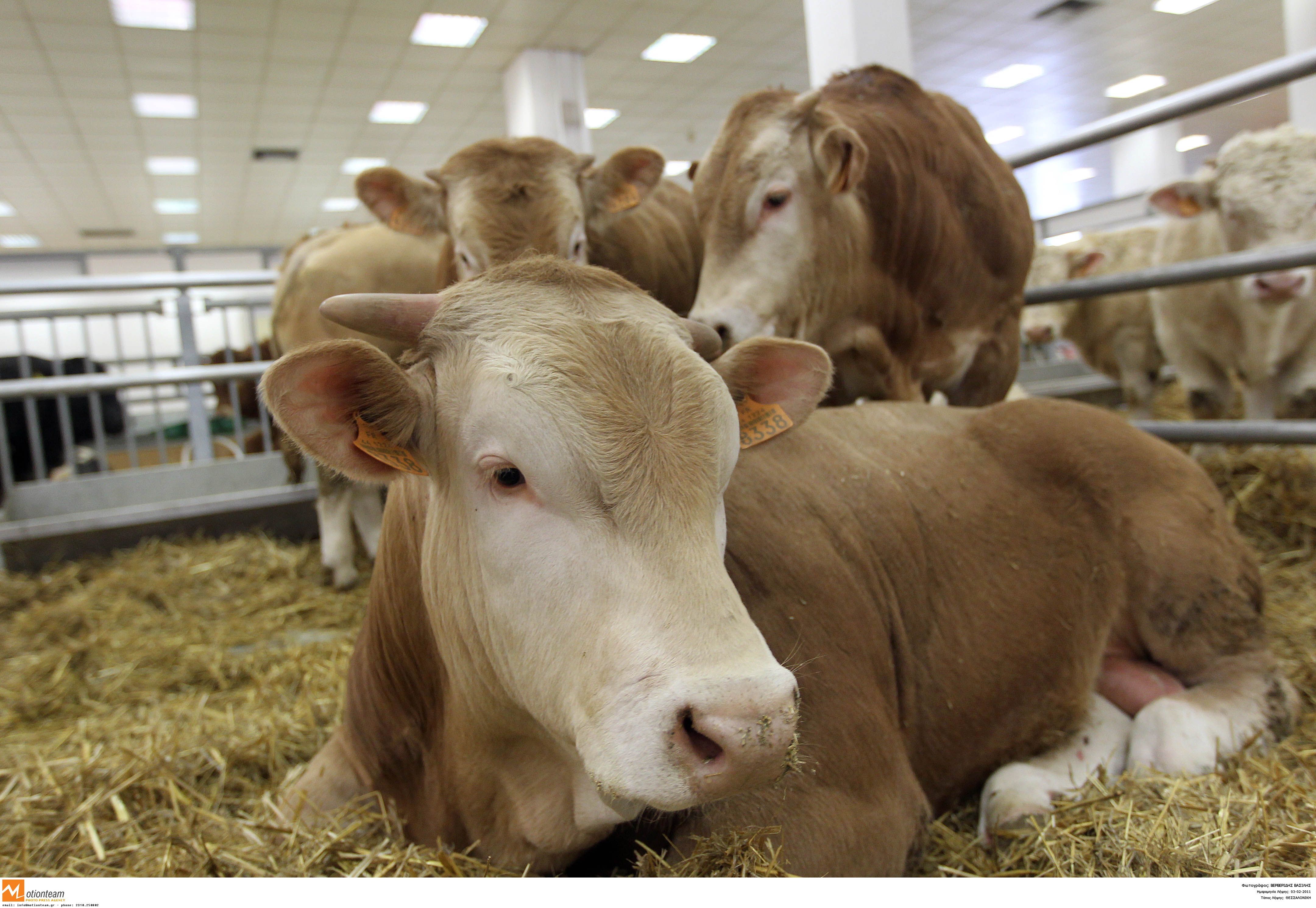 25 εκατ. ευρώ ενισχύσεις για την κτηνοτροφία