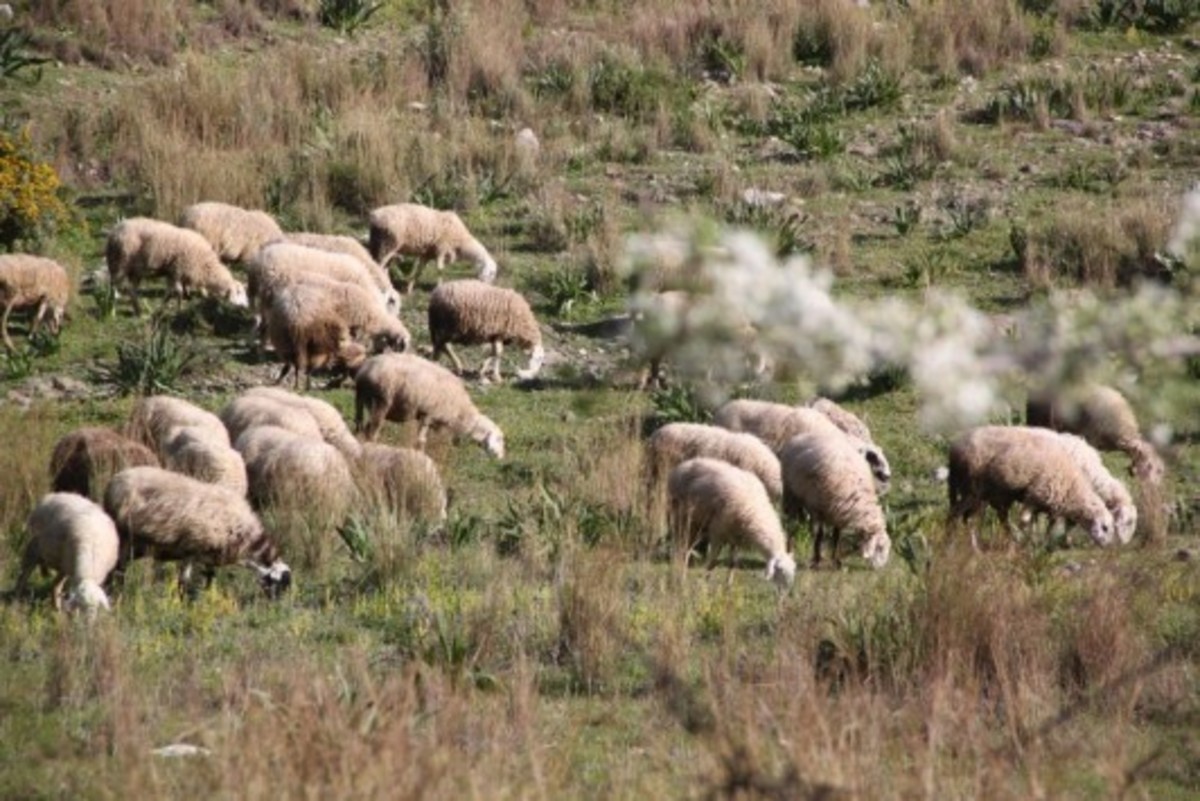 ΦΩΤΟ - ΑΡΧΕΙΟΥ