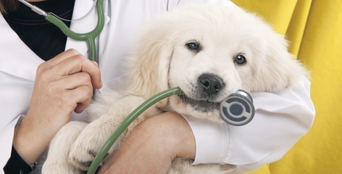 Νέο σοκ: Κτηνίατρος παρίστανε την γιατρό σε δημόσιο μαιευτήριο