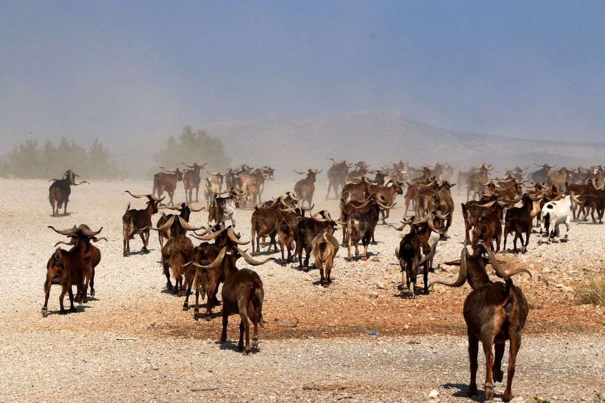 Ειδική επιτροπή θα εξετάσει το θέμα χαρτογράφησης των βοσκοτόπων