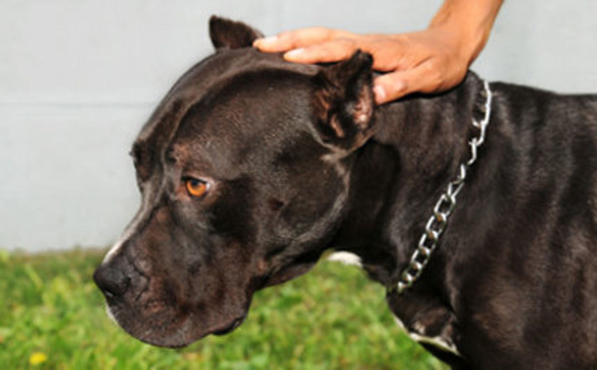 Έκαναν κυνομαχίες μέσα σε σταβλο – 17 συλλήψεις στην Κατερίνη