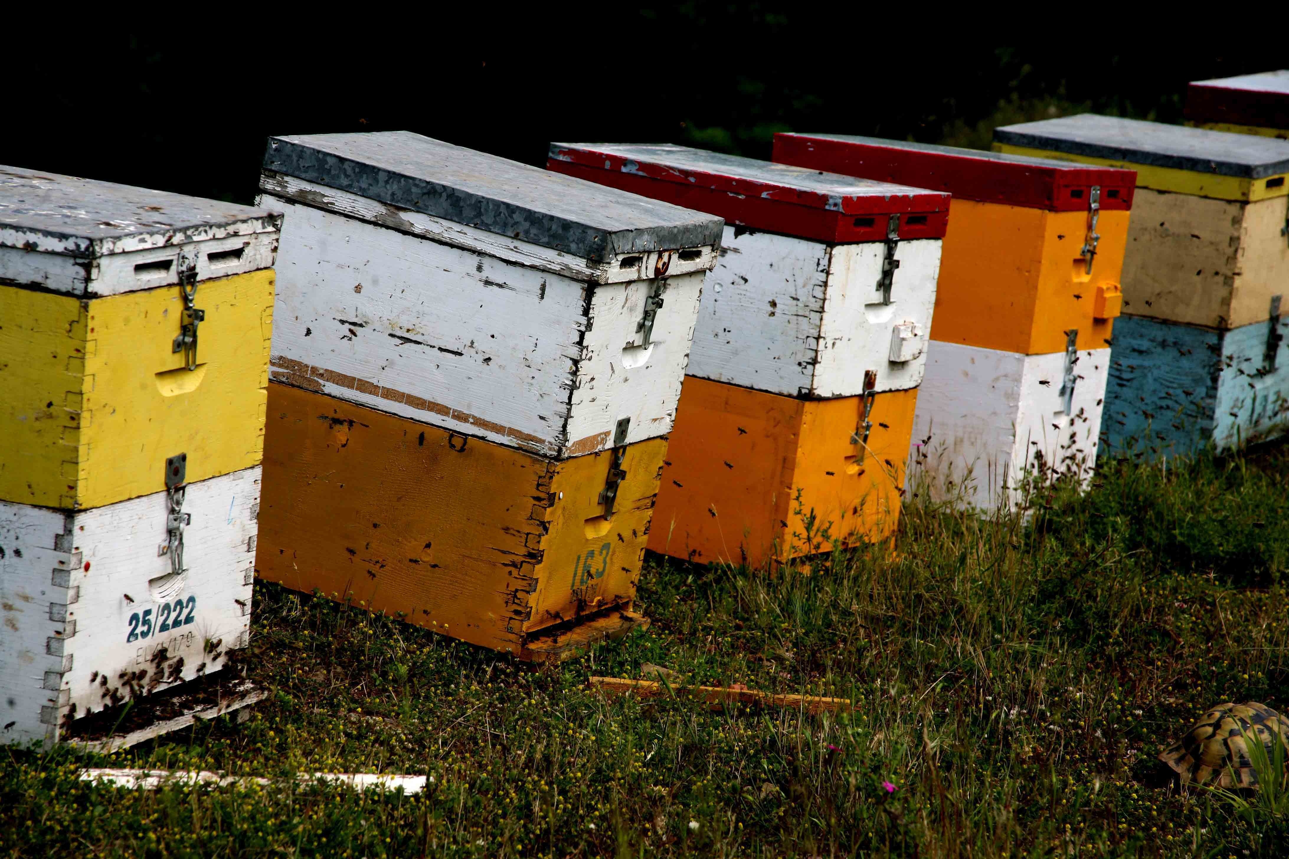 Ηράκλειο: Του έκλεψαν… τις μέλισσες!