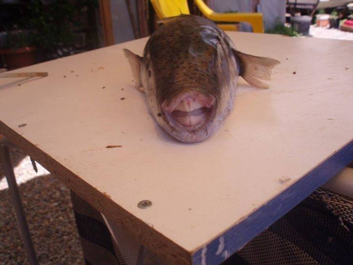 Χανιά: Η χειρότερη ψαριά της ζωής του! Έπιασε μόνο λαγοκέφαλους [pics]