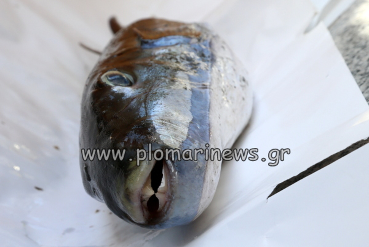 ΦΩΤΟ από plomarinews.gr